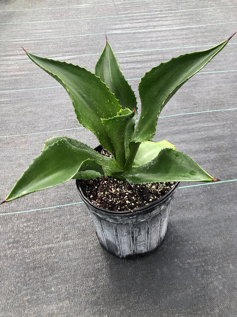 新品Mサイズ kaitlynSepia Agave Agave brevispina – Fairchild Tropical Botanic Garden