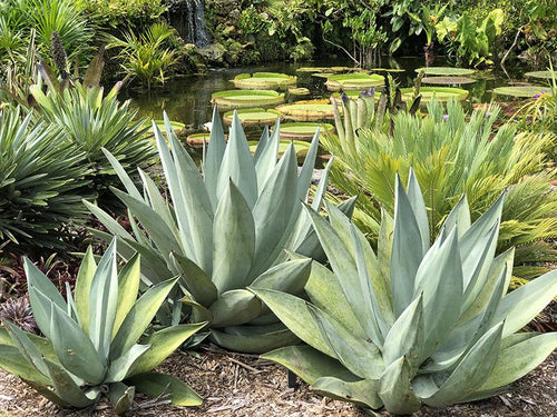 Agave nashii