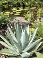 Agave nashii