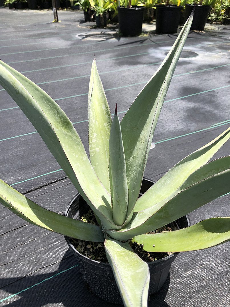 Agave nashii
