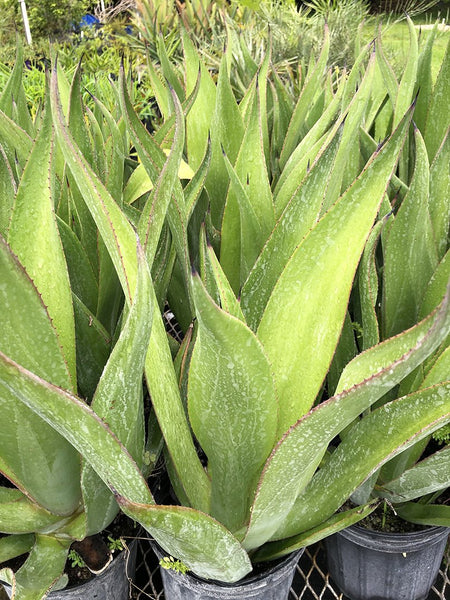 Agave sp. (Caribbean #2)