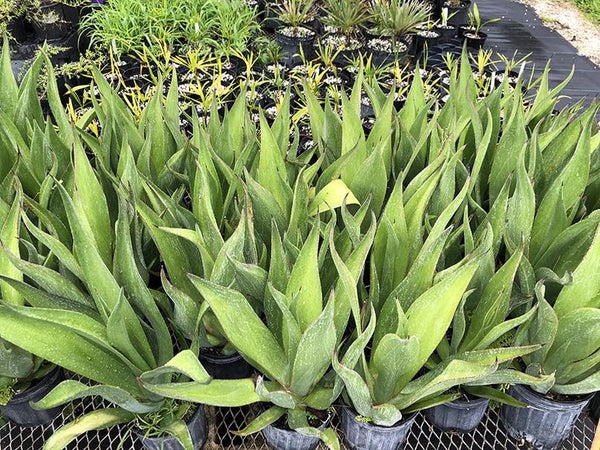 Agave sp. (Caribbean #2)