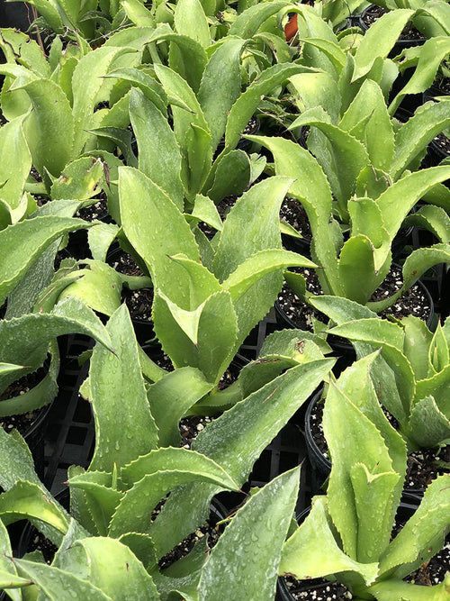 Agave sp. (Caribbean #1)