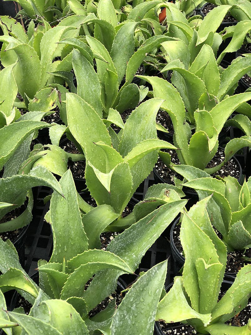 Agave sp. (Caribbean #1)