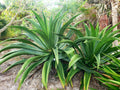 Agave sp. (Caribbean #1)