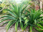 Agave sp. (Caribbean #1)