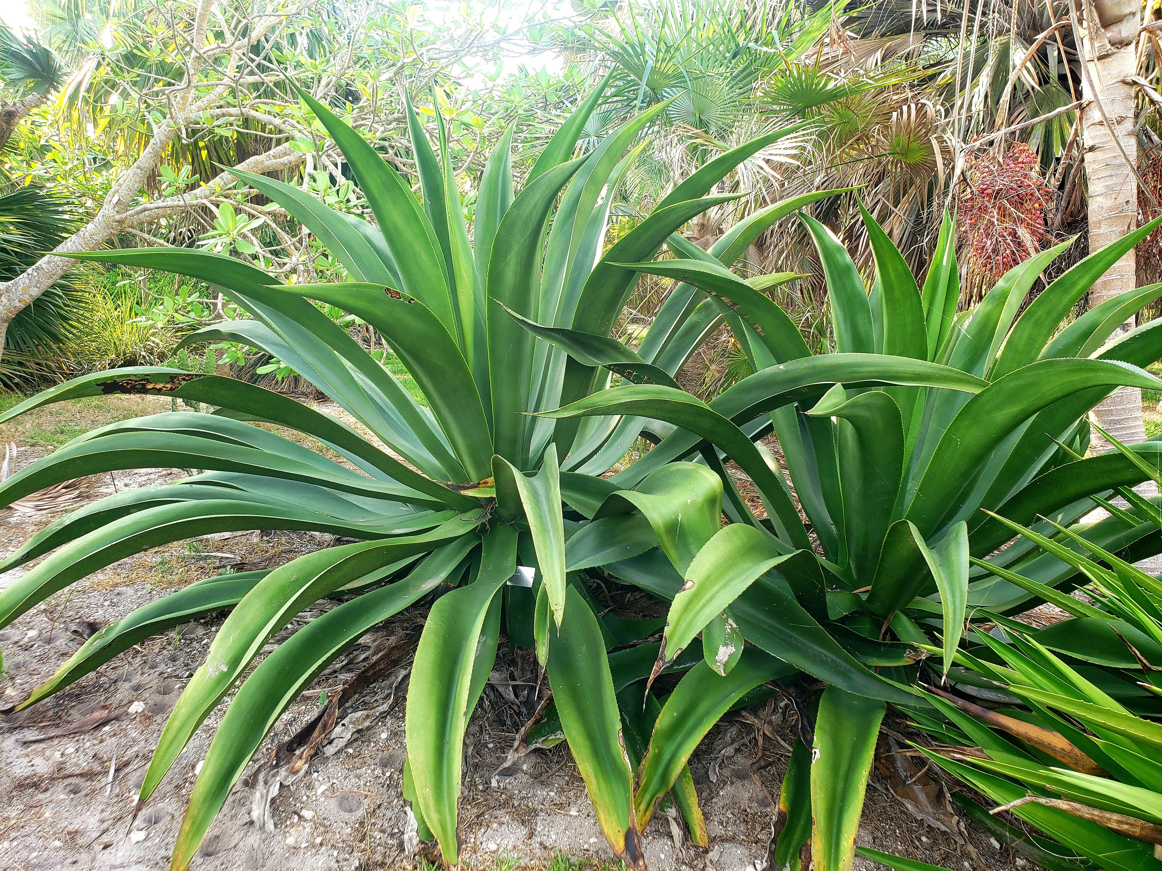 Agave sp. (Caribbean #1)