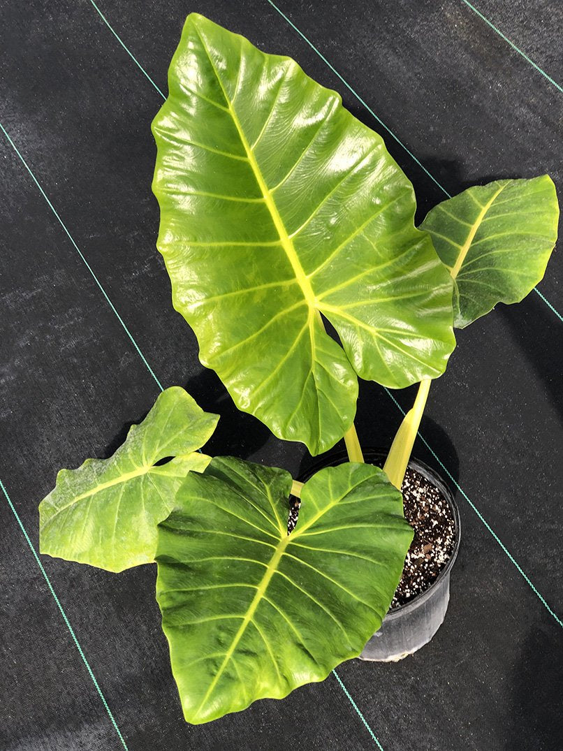 Alocasia 'Lutea'