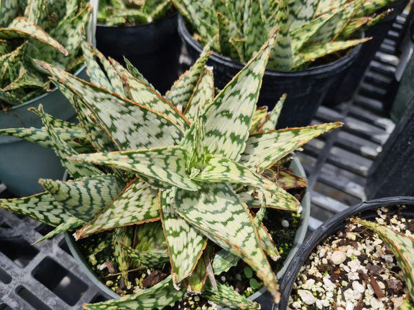 holland white aloe vera plant Aloe hybrid (white)