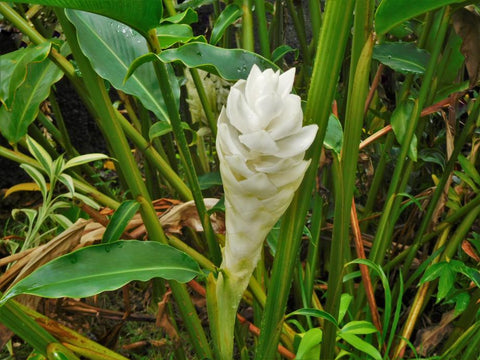 Alpinia purpurata (white bract form)