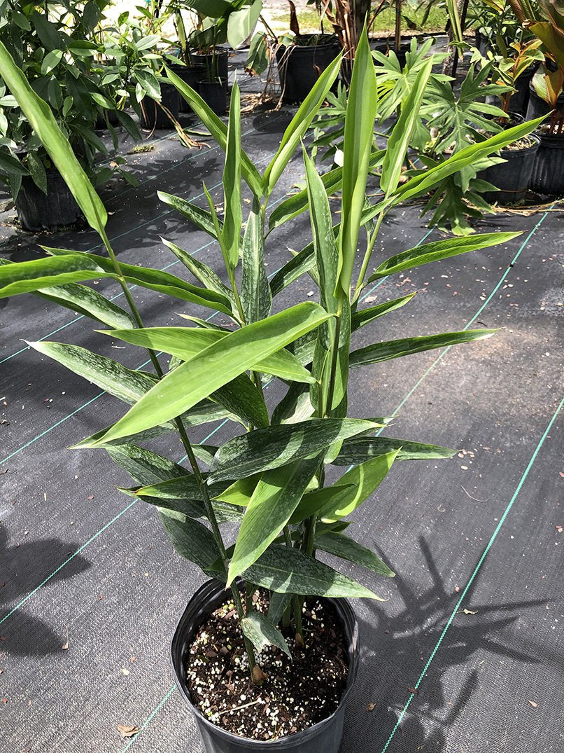 alpinia indoor plant Alpinia aquatica