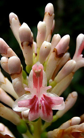 Alpinia aquatica