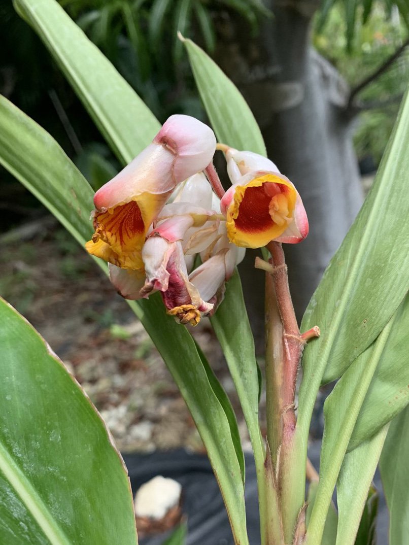 Alpinia zerumbet