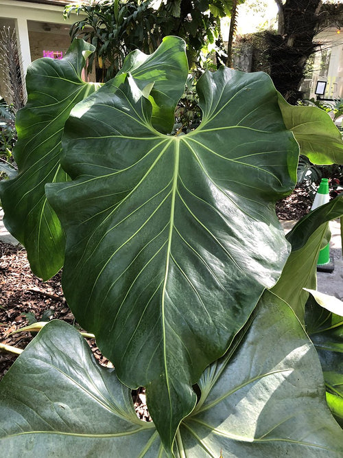 anthurium dominicense Anthurium Faustomirandae