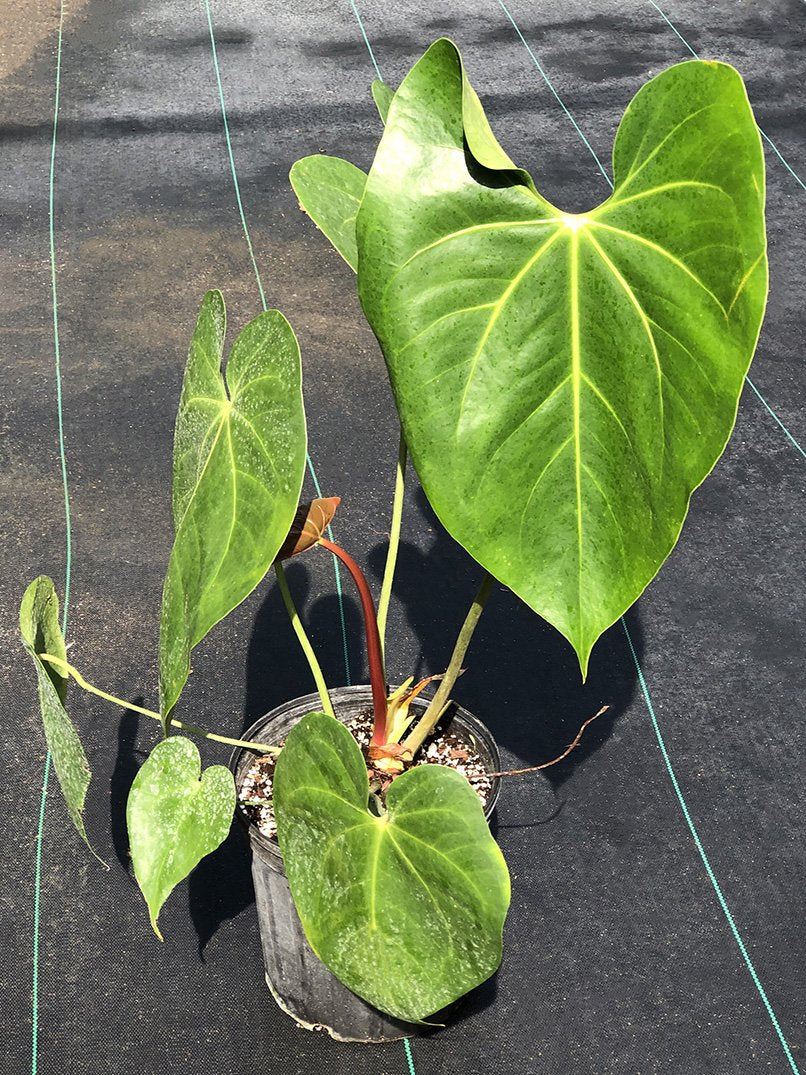 Anthurium ［Pof］ Anthurium guildingii アンスリウム・グイル