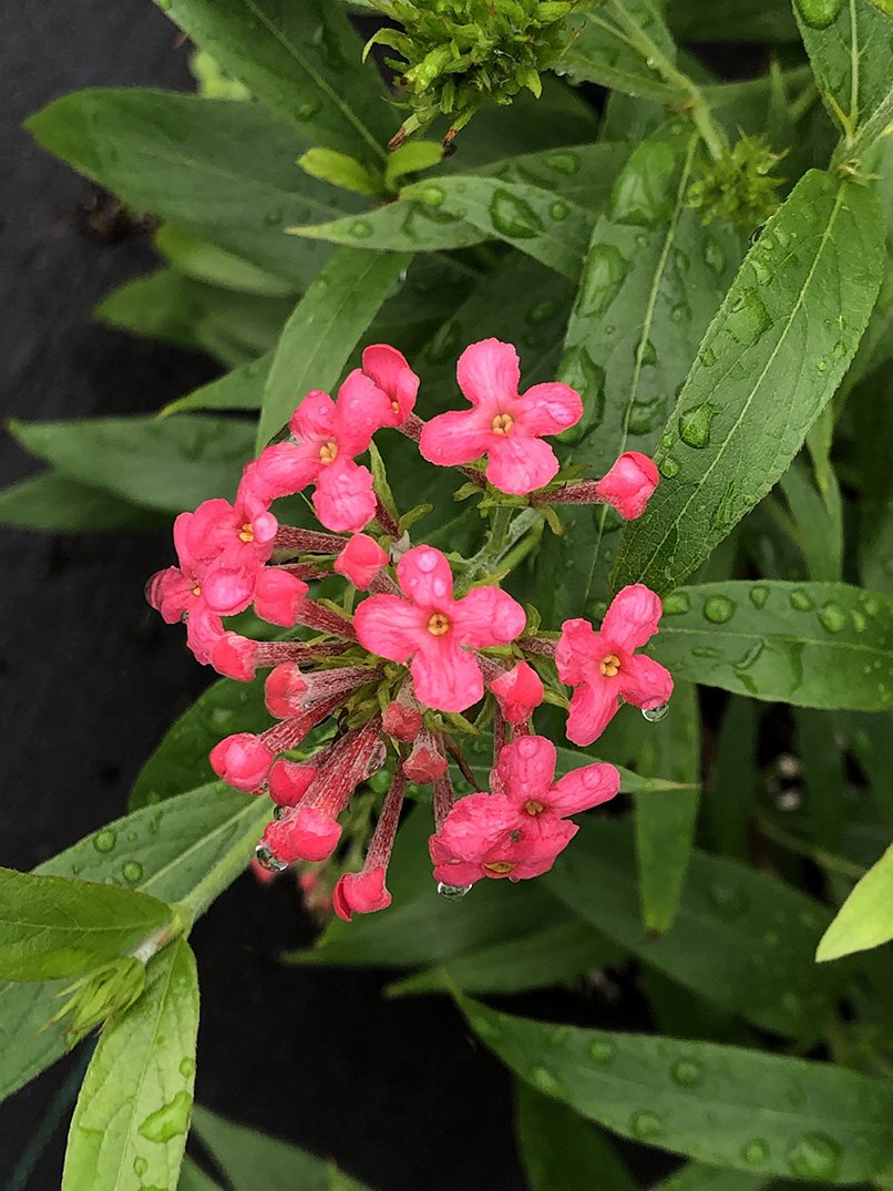 Arachnothryx leucophylla