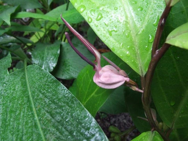 Aristolochia philippinensis