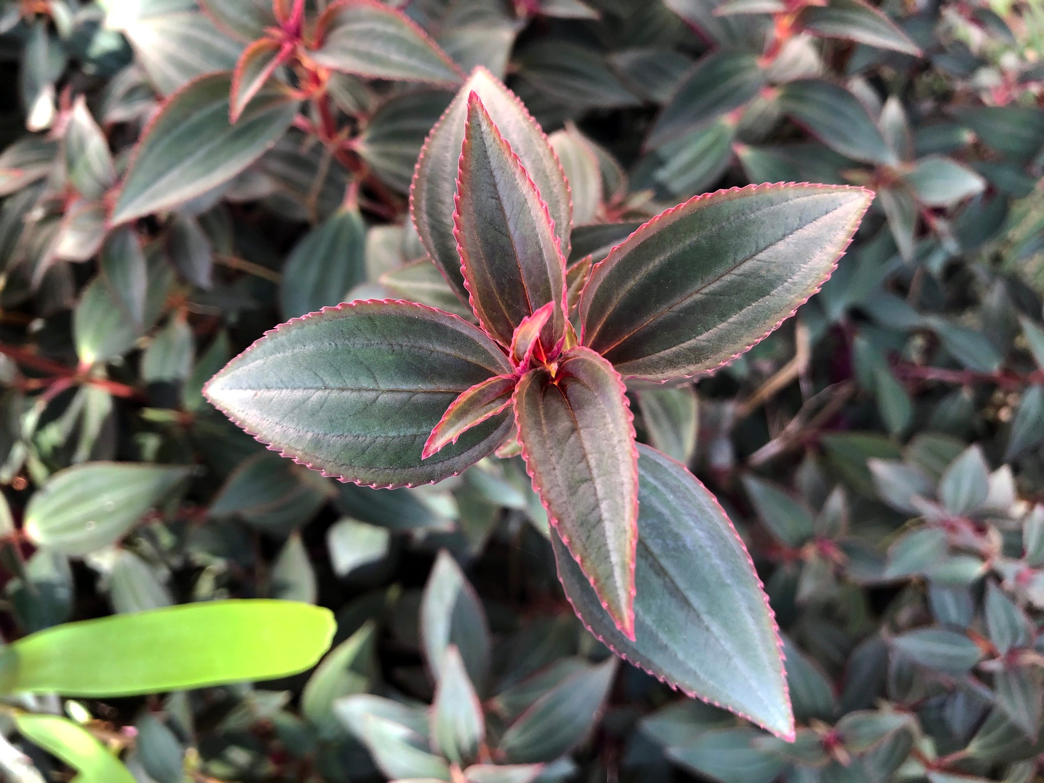 Arthrostemma parvifolium