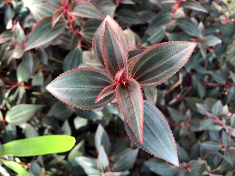 Arthrostemma parvifolium