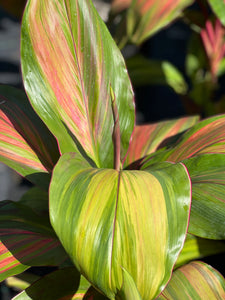 Cordyline fruticosa 'Willie's Gold'