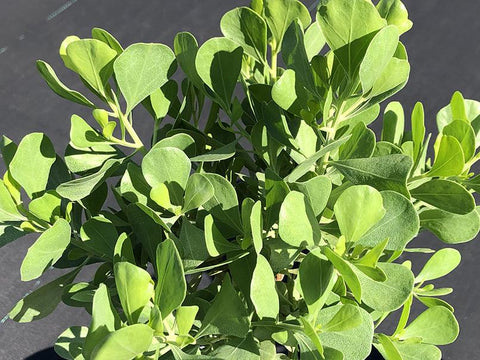 Baccharis dioica (Bahamas Form)