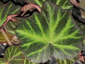Begonia soli-mutata