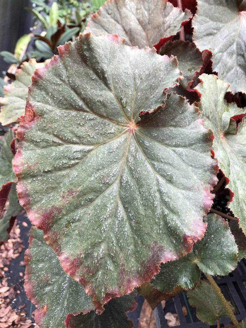 Begonia 'Nancy Cohen'