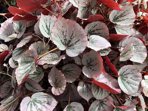 Begonia sp. ‘Martin’s Mystery’ (U192)