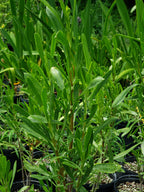 Borrichia arborescens