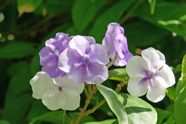 Brunfelsia grandiflora