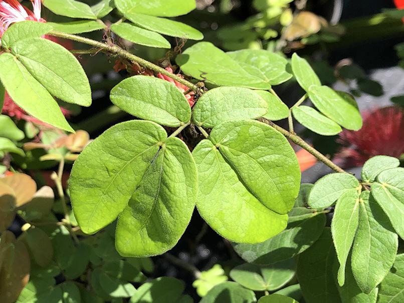 Calliandra haematocephala 'Nana'