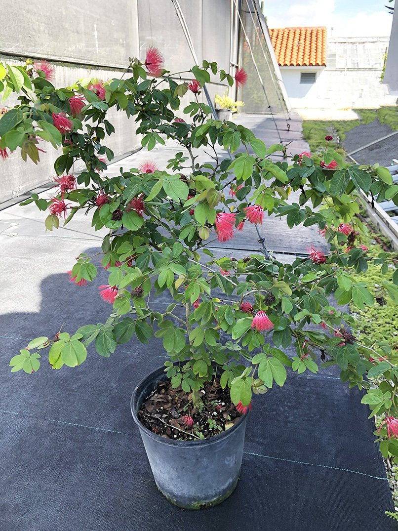 Calliandra haematocephala 'Nana'