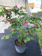 Calliandra haematocephala 'Nana'