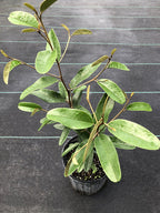 Capparis cynophallophora