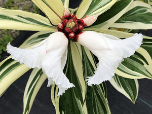 Cheilocostus speciosus 'Variegatus'