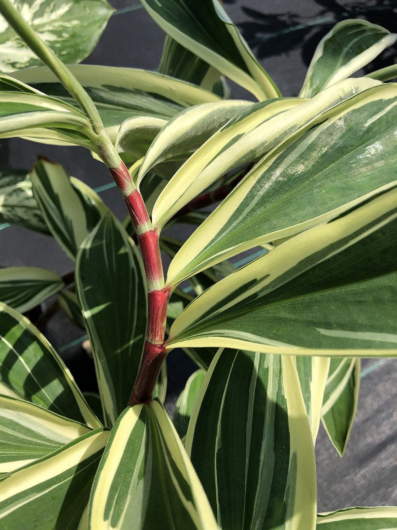 Cheilocostus speciosus 'Variegatus'