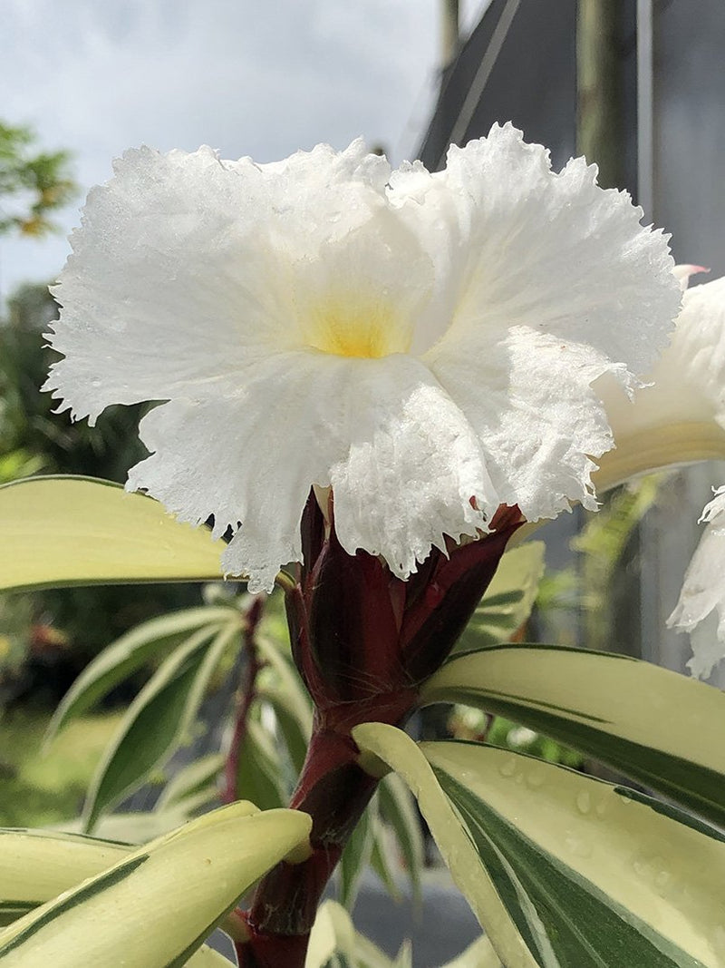 Cheilocostus speciosus 'Variegatus'