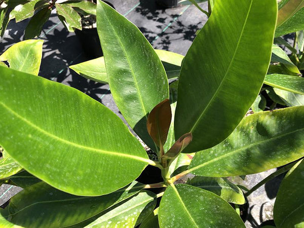 Clusia sp.