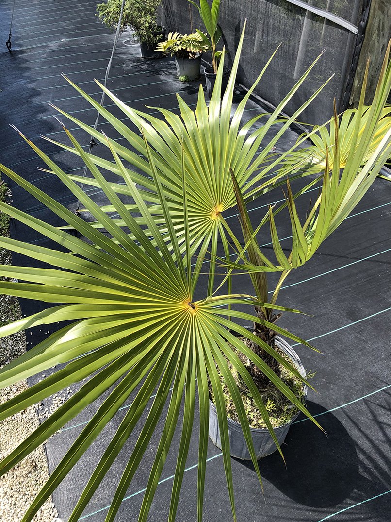 Coccothrinax inaguensis