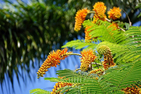 Colvillea racemosa