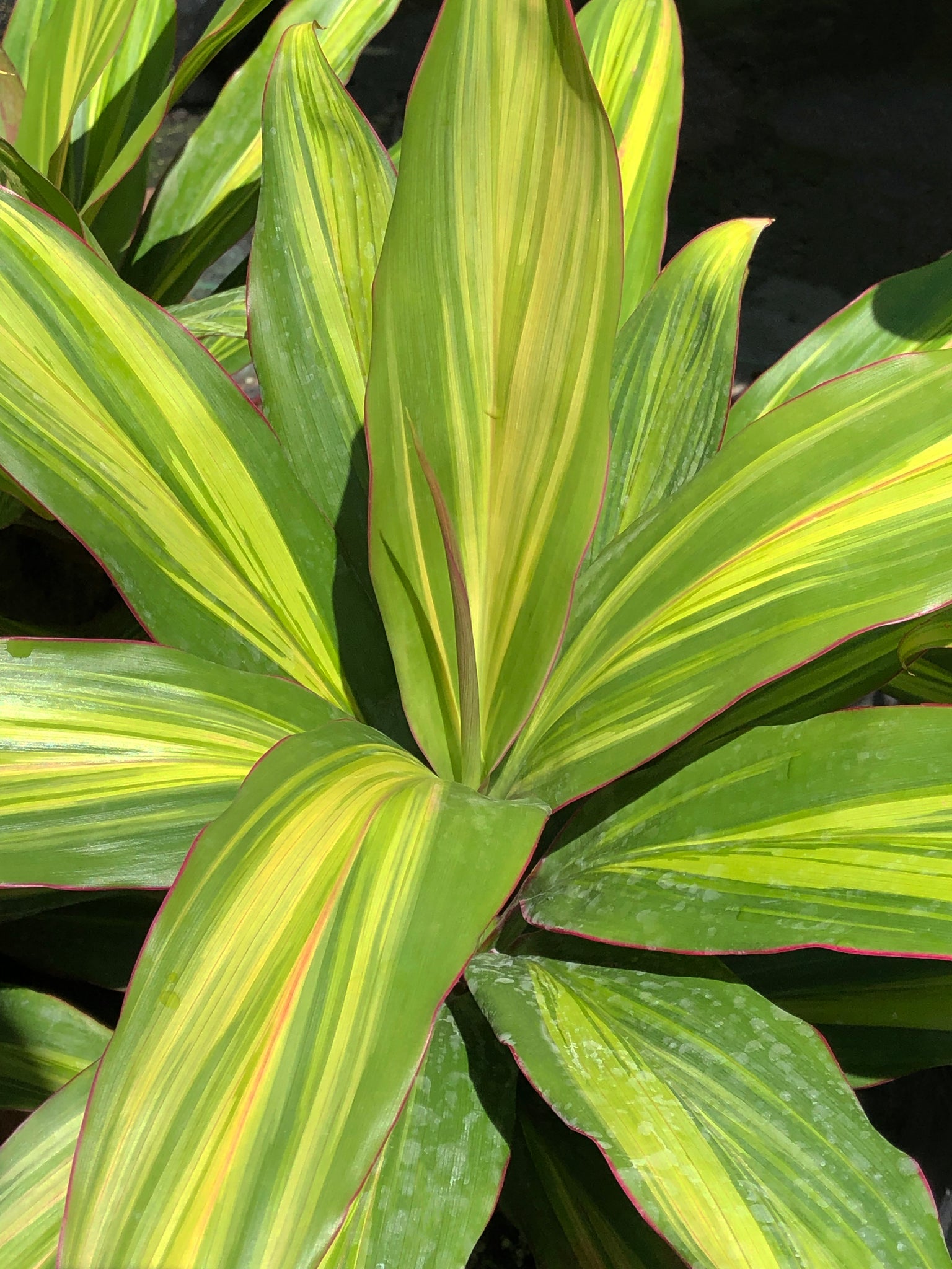 Cordyline fruticosa 'Kiwi'