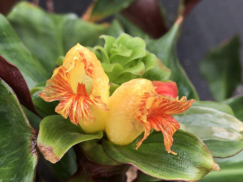 Costus varzearum