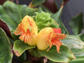 Costus varzearum