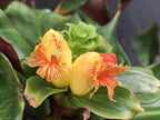 Costus varzearum
