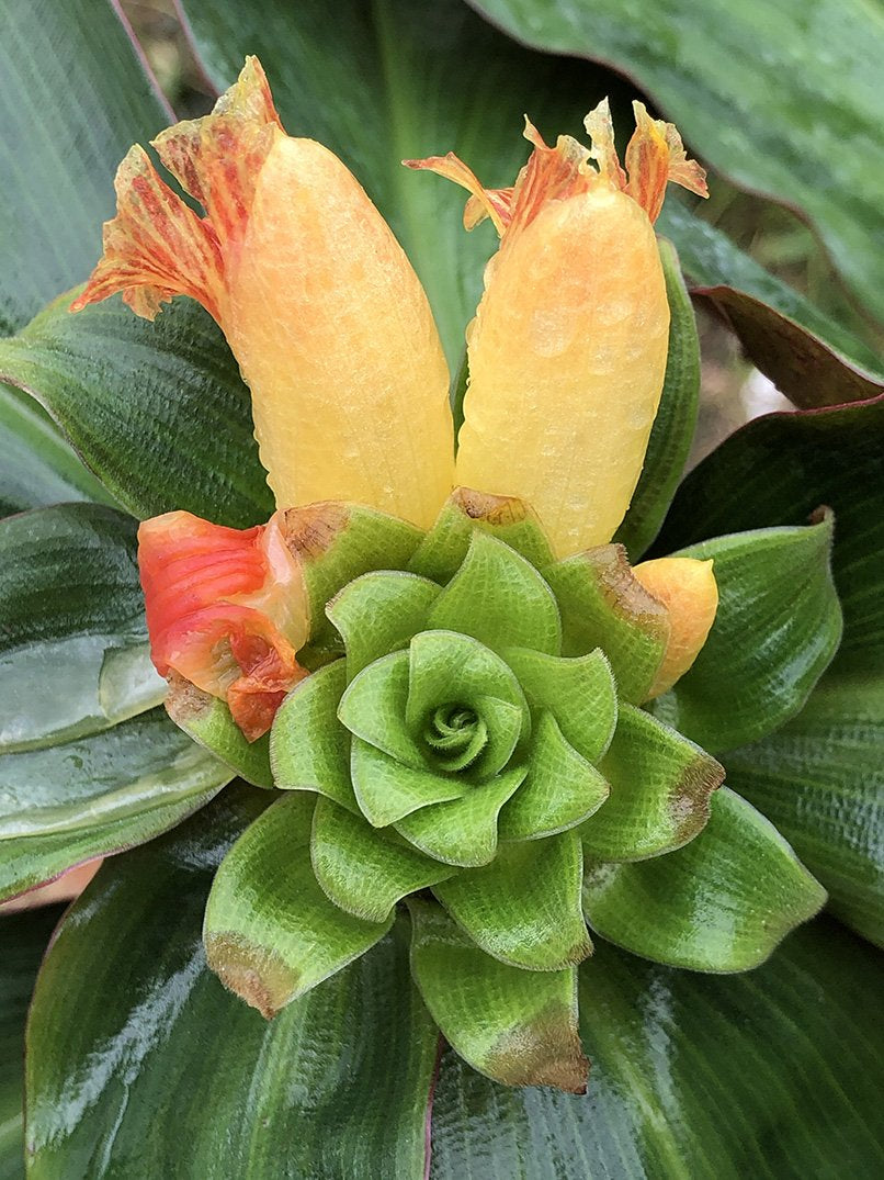 Costus varzearum