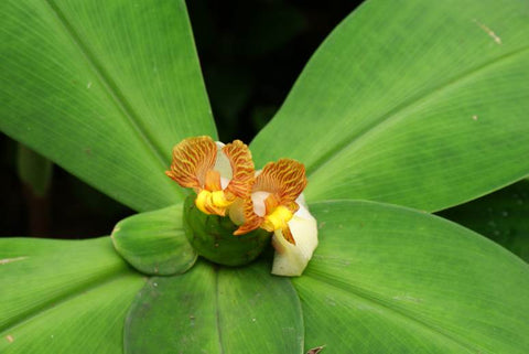 Costus malortieanus