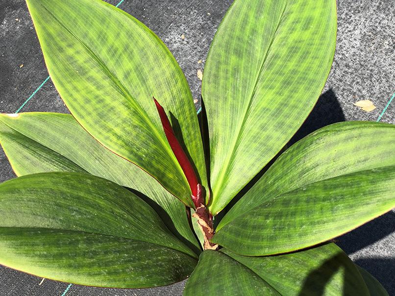 Costus vinosus
