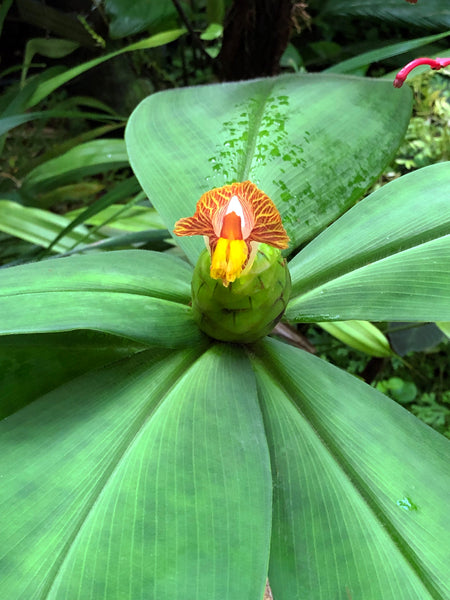 Costus malortieanus