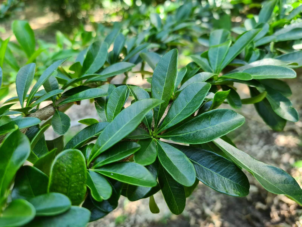 Crescentia mirabilis