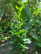 Crescentia mirabilis